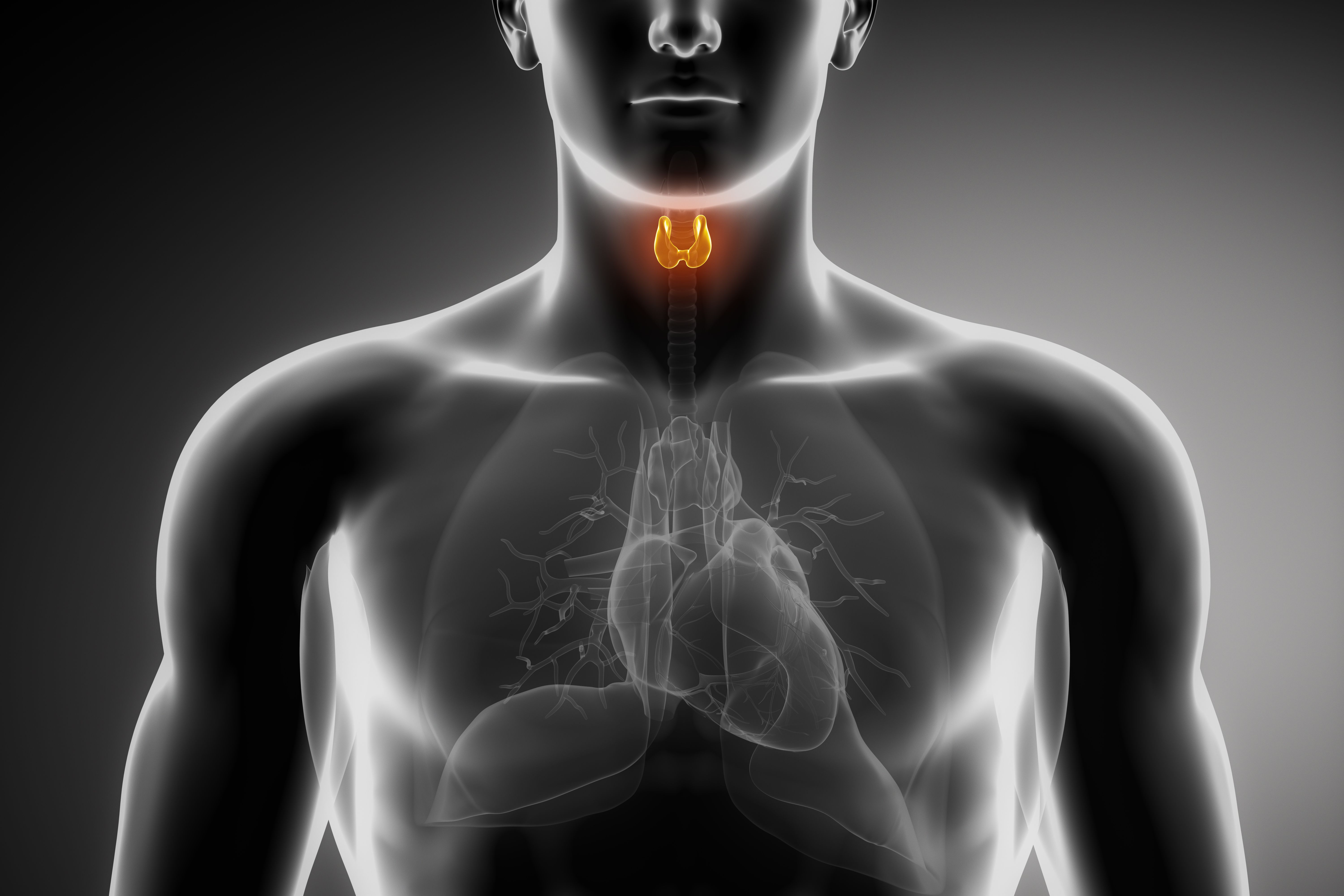 Anatomic representation of thyroid