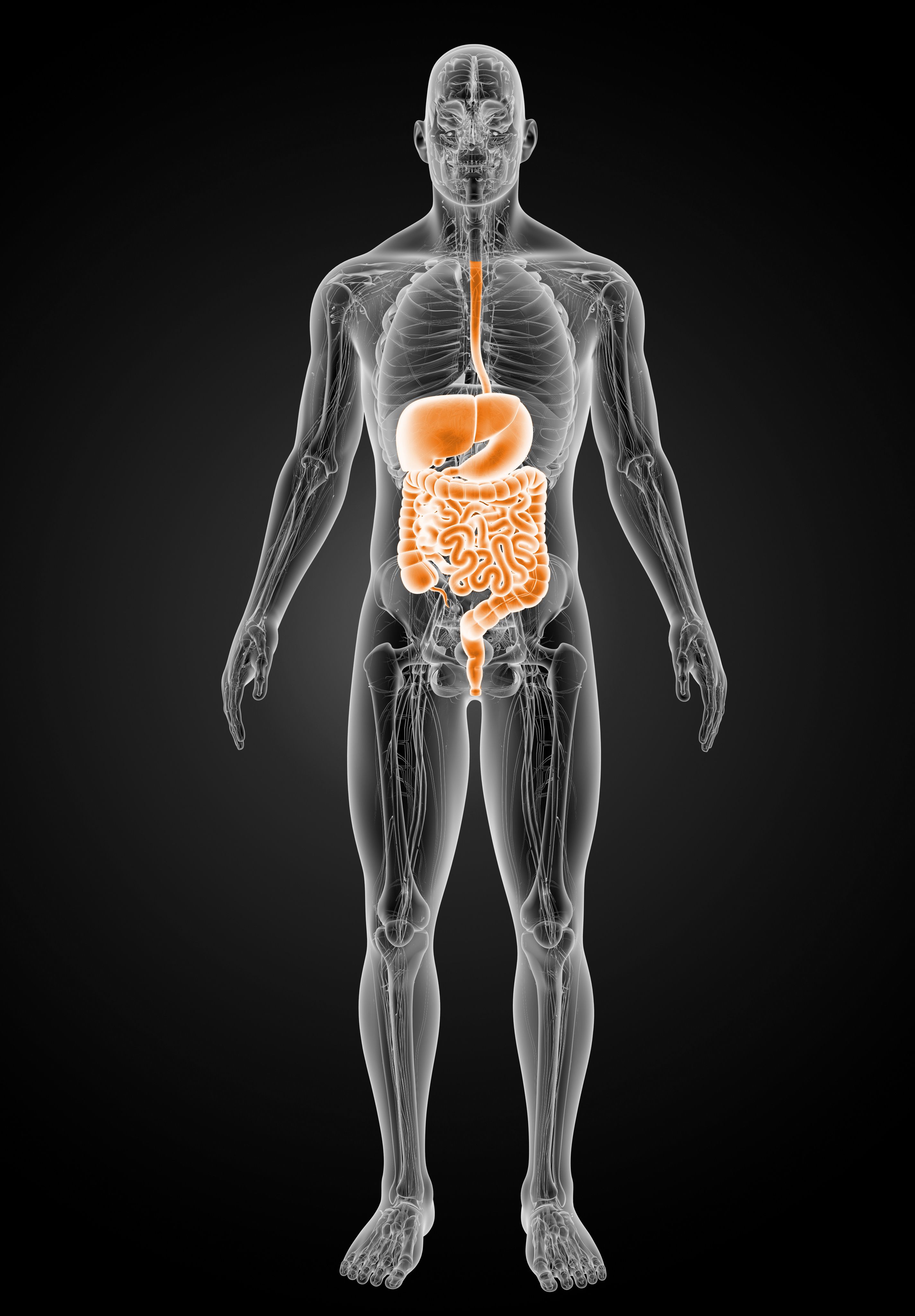 Anatomic model of gastrointestinal system
